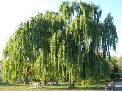 عکس های درخت بید مجنون برای پروفایل