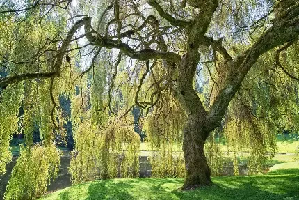  عکس های درخت بید مجنون برای پروفایل