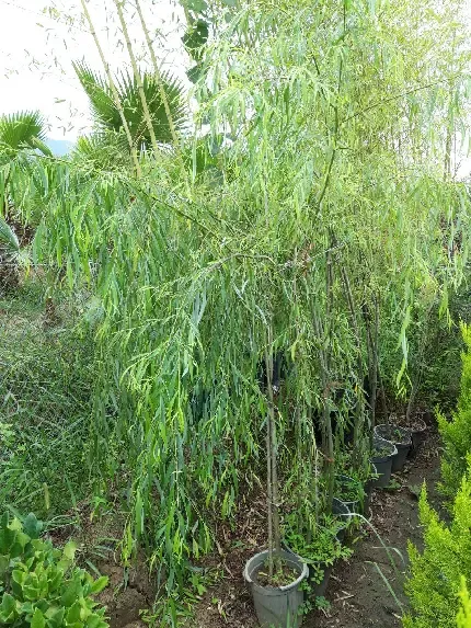  عکس های درخت بید مجنون برای پروفایل