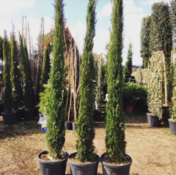 عکس درخت سرو