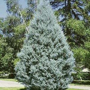  عکس درخت سرو