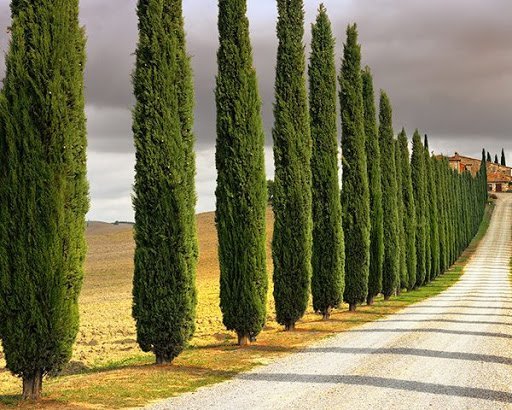  عکس درخت سرو