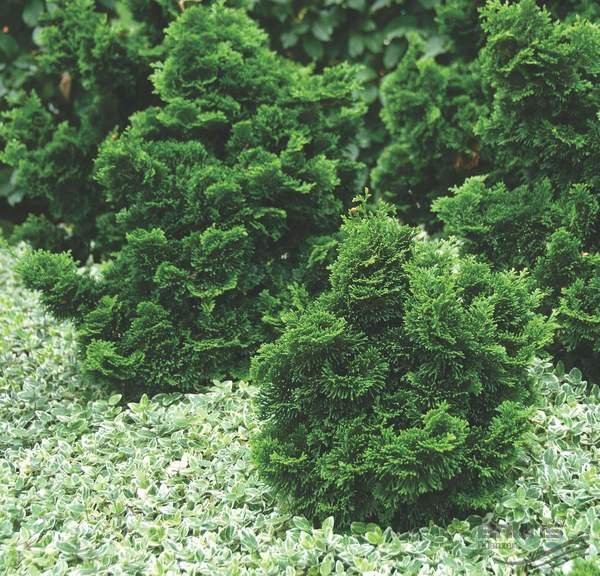  عکس درخت سرو