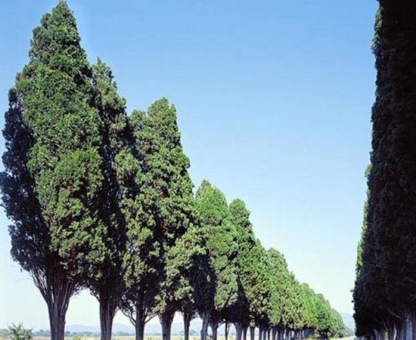  عکس درخت سرو