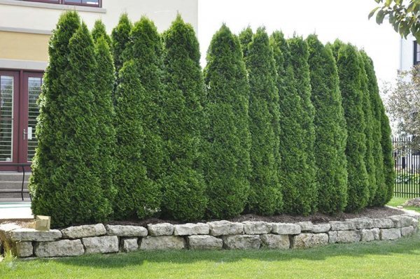  عکس درخت سرو