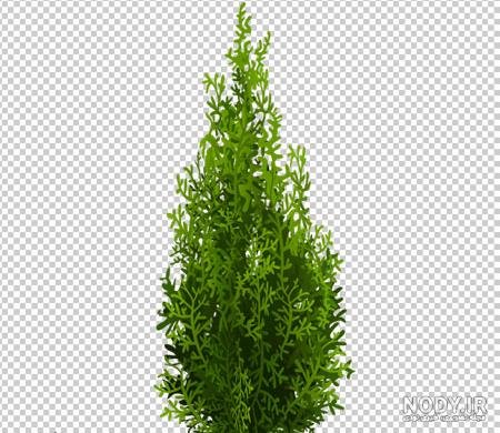  عکس درخت سرو نقاشی