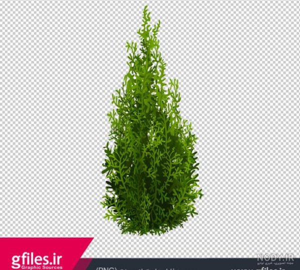  عکس درخت سرو نقاشی