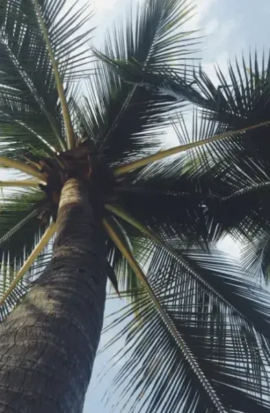  والپیپر غروب رویایی درختان نخل برای گوشی