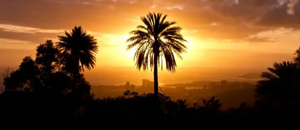  عکس درخت نخل زیبا