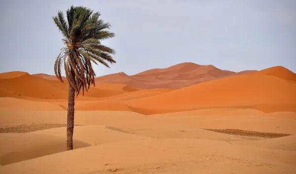  عکس درخت نخل زیبا