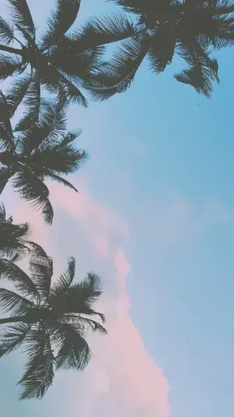  عکس درخت نخل در غروب