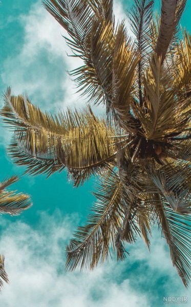 عکس نخل برای پروفایل