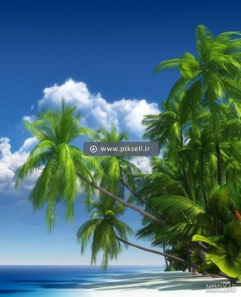  عکس نخل برای پروفایل