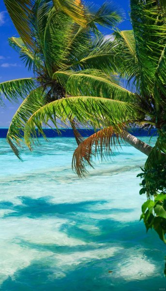  عکس نخل برای پروفایل