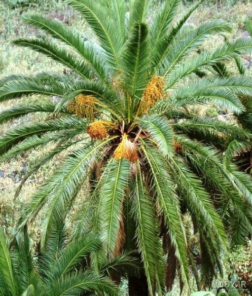  عکس نخل برای پروفایل