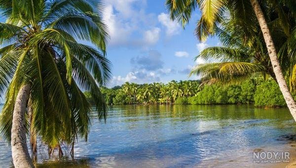  عکس نخل برای پروفایل