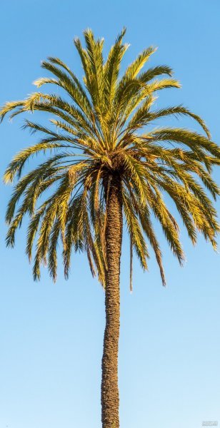  عکس نخل برای پروفایل