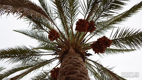  عکس نخل برای پروفایل