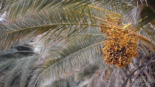  عکس نخل برای پروفایل