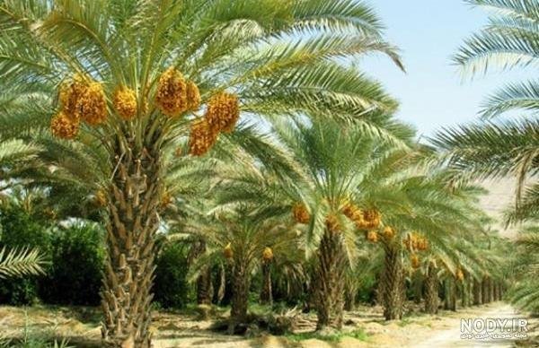  عکس نخل برای پروفایل