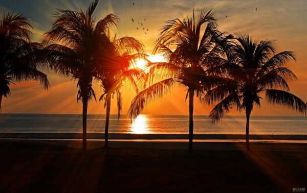  عکس نخل برای پروفایل