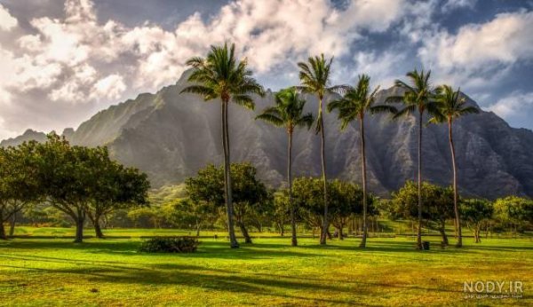  عکس نخل برای پروفایل