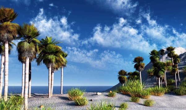  عکس نخل برای پروفایل