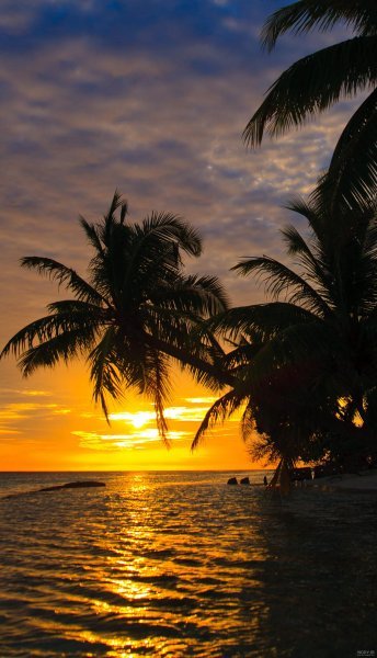  عکس نخل برای پروفایل