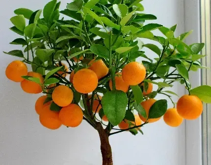  عکس درخت پرتقال