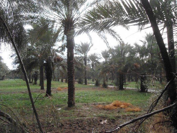 عکس نخلستان