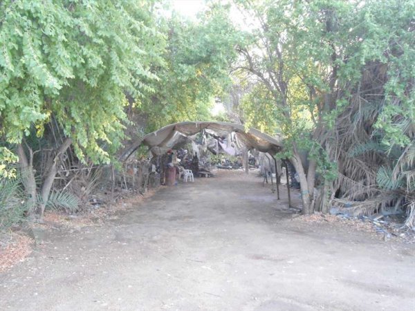  عکس نخلستان