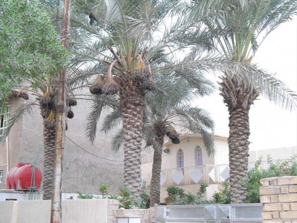  عکس نخلستان