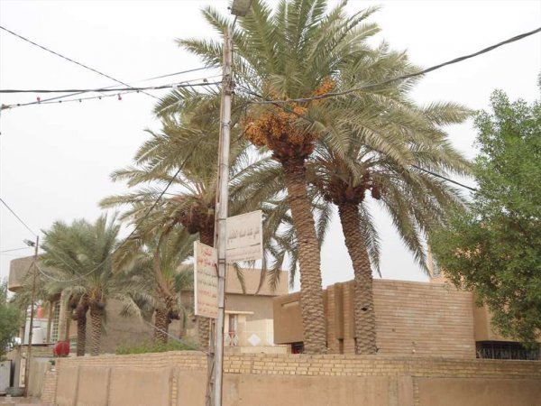  عکس نخلستان