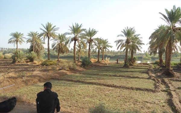  عکس نخلستان