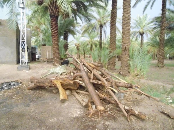  عکس نخلستان