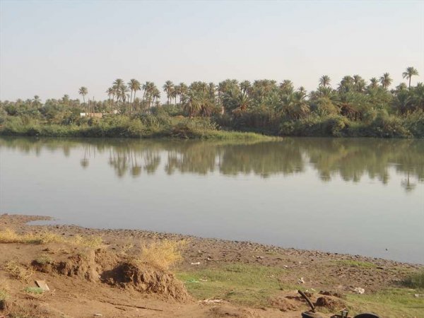  عکس نخلستان