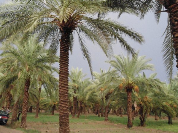  عکس نخلستان