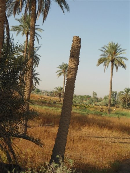  عکس نخلستان