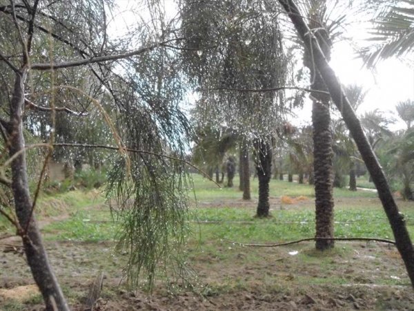  عکس نخلستان