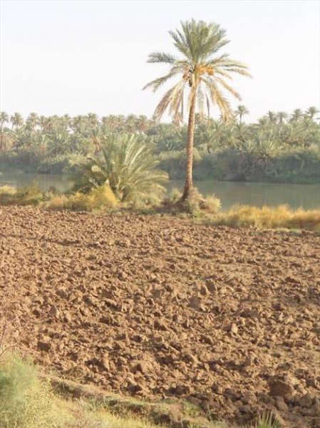  عکس نخلستان