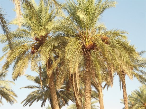  عکس نخلستان