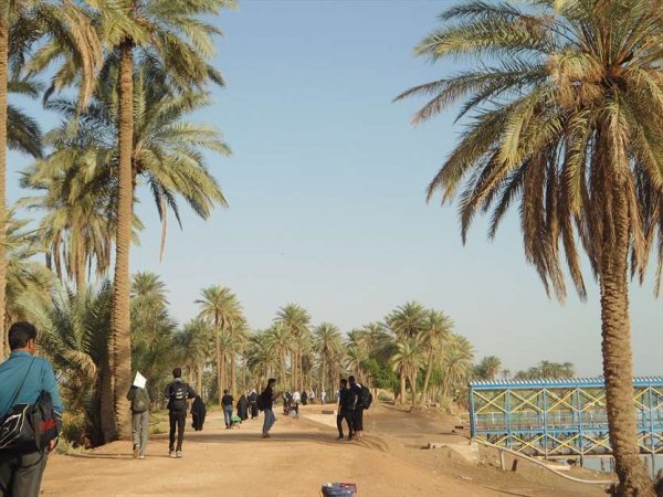  عکس نخلستان