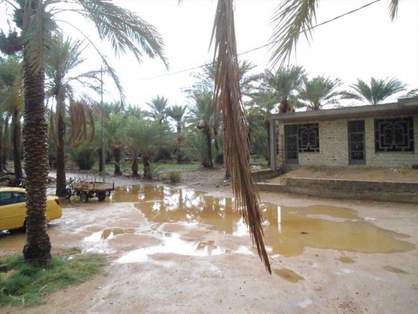  عکس نخلستان