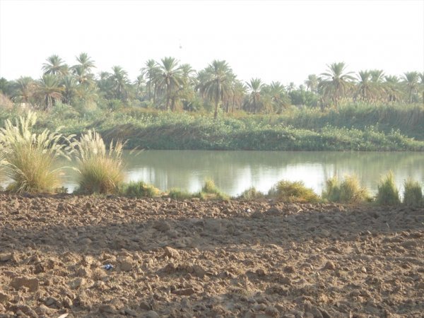  عکس نخلستان