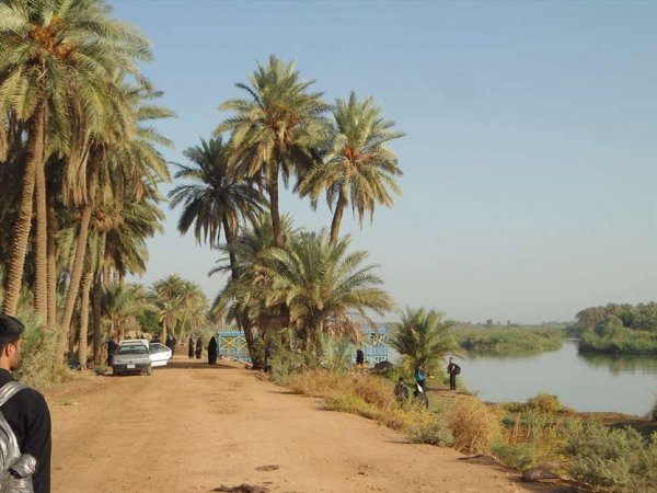  عکس نخلستان