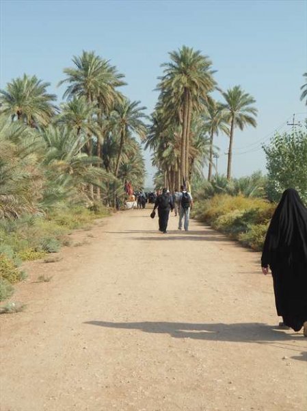  عکس نخلستان