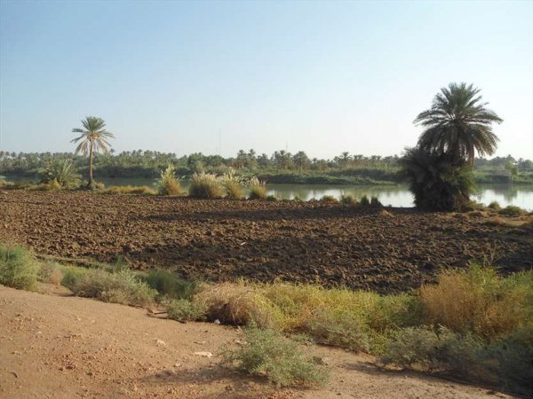  عکس نخلستان