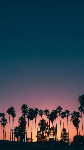  بک گراند درخت نخل زیبا با کیفیت