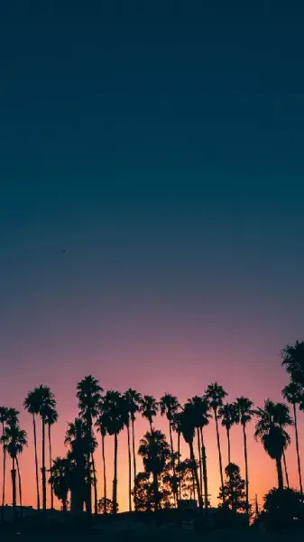 عکس درخت نخل کارتونی