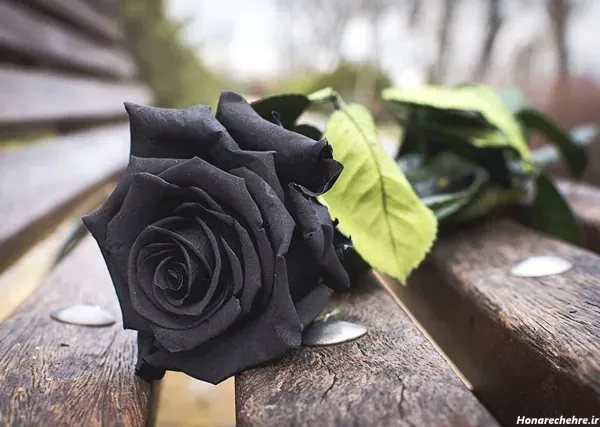 عکس گل برای تصویر زمینه شاد